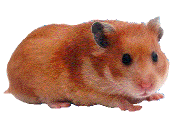 A Very Cute Hamster